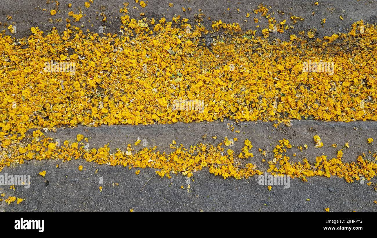 Molti fiori gialli dell'albero del tipas sul marciapiede del marciapiede e della strada. Foto Stock