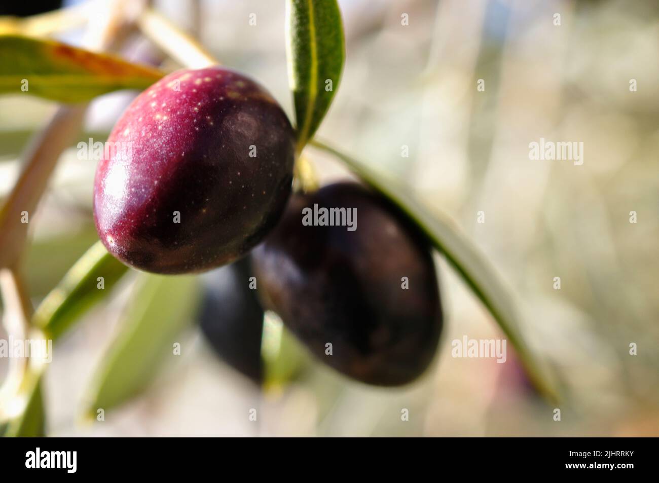 Frutta di oliva nera su ramo di oliva. L'olivo, nome botanico Olea europaea, che significa 'olivo europeo' in latino, è una specie di piccolo albero o arbusto in Foto Stock