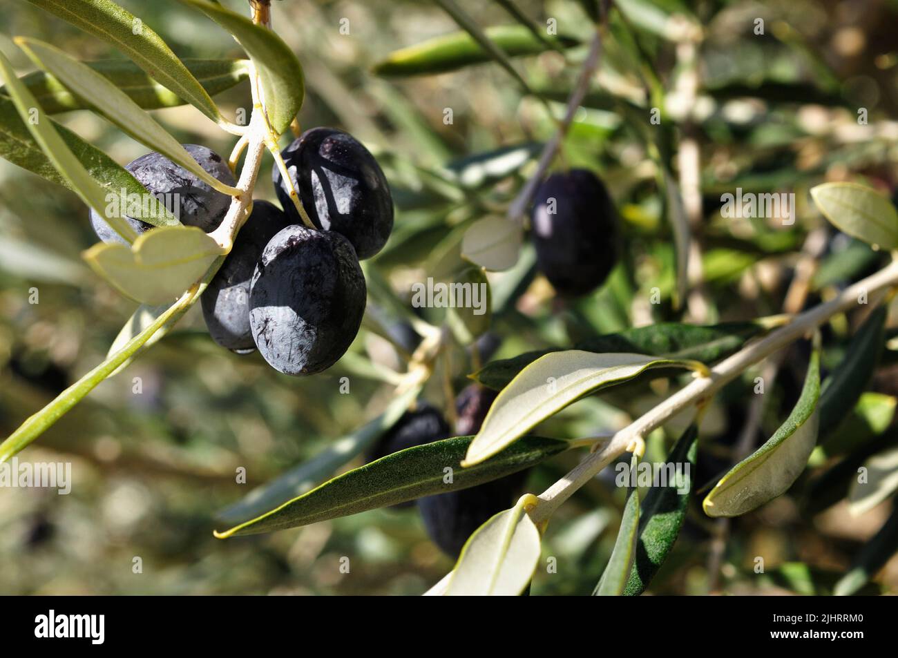 Frutta di oliva nera su ramo di oliva. L'olivo, nome botanico Olea europaea, che significa 'olivo europeo' in latino, è una specie di piccolo albero o arbusto in Foto Stock
