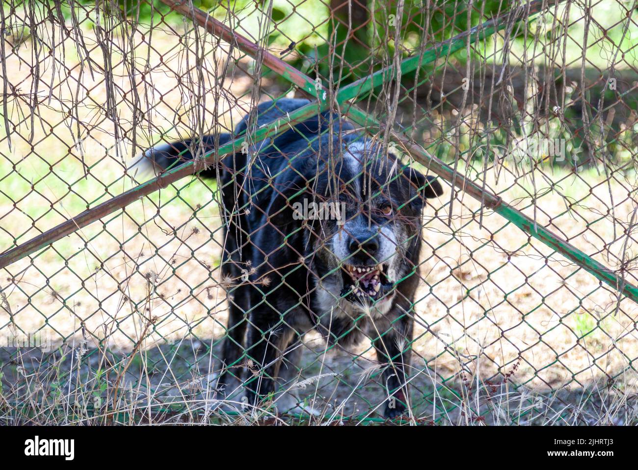 Un cane ci mostra i suoi denti mentre si ringhiera minacciosamente guardandoci dall'altro lato della recinzione. Foto Stock