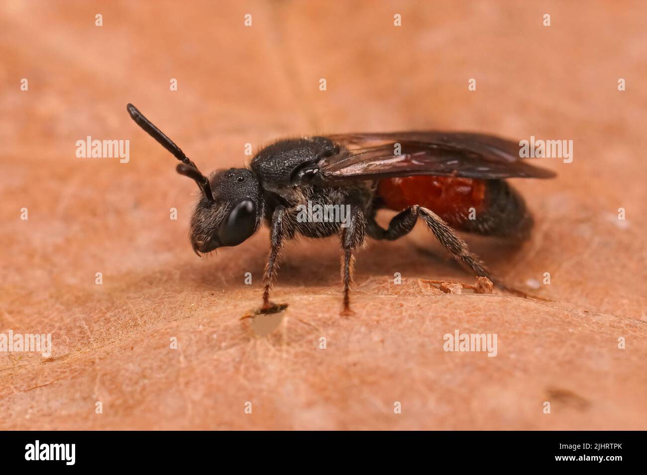 Closeup dettagliato su un rosso brillante cleptoparasite ape di sangue alare scuro, Sphecodes gibbus seduto su una foglia secca Foto Stock