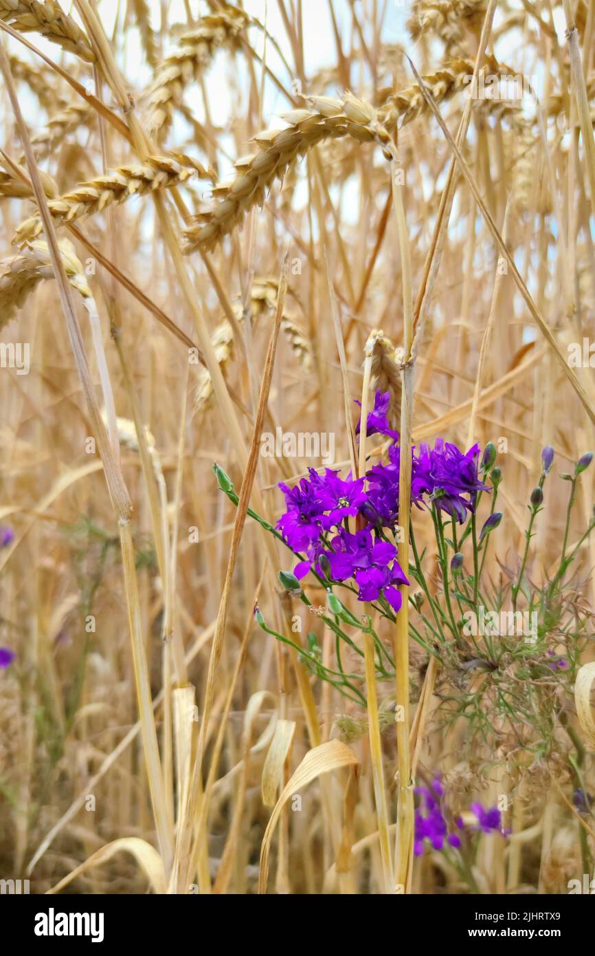 Un fiore di colore viola sta crescendo tra le orecchie mature di grano in un giorno d'estate Foto Stock