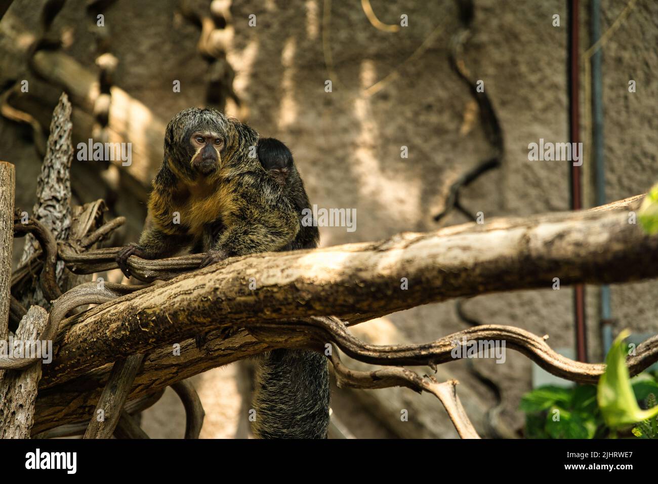 Una bella foto di una scimmia saki su un albero Foto Stock