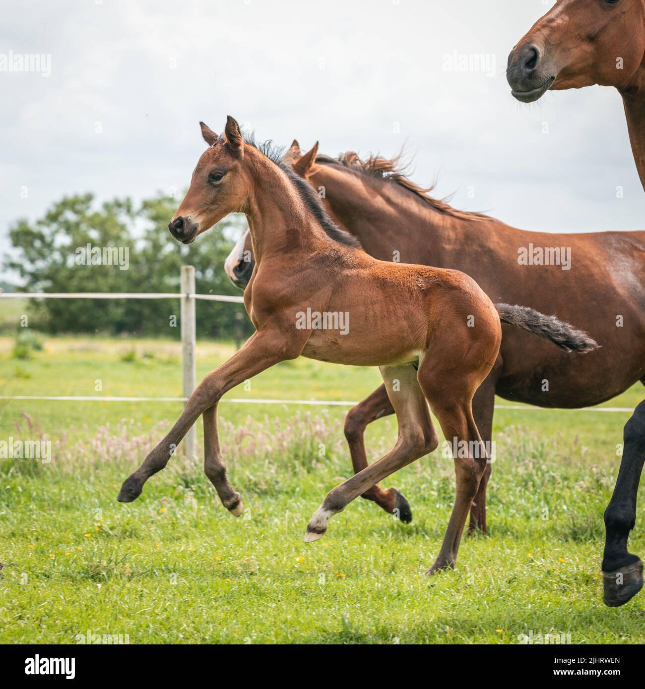 Un gruppo di graziosi cavalli di foal arabi che corrono su un campo di erba Foto Stock