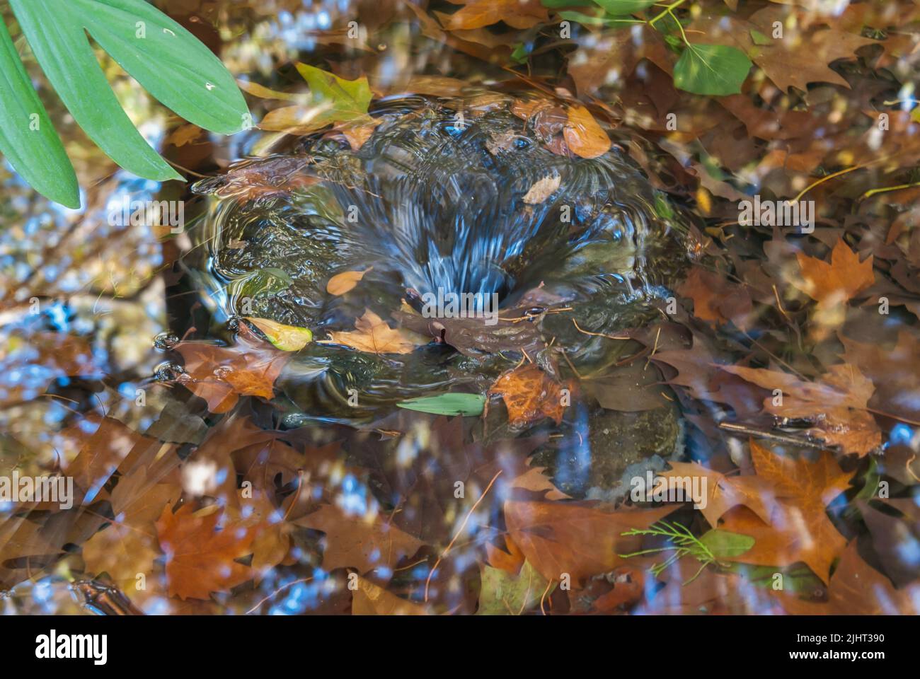 Primo piano di un vortice di drenaggio in una fontana con foglie secche sullo sfondo Foto Stock