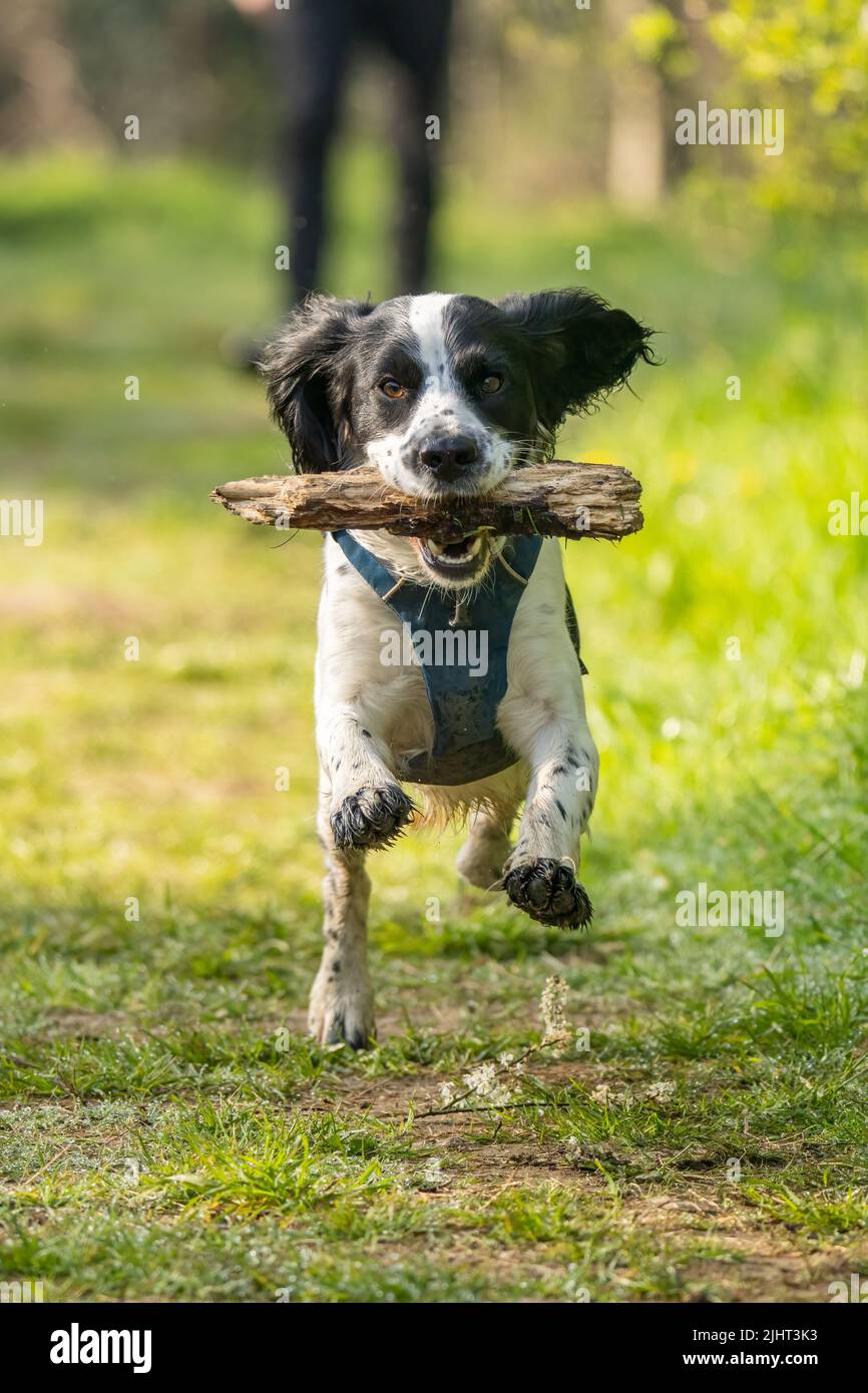 Loki, uno spaniel di cocker attivo, che corre nella riserva naturale di Beddington Farlands a Sutton, Londra. Foto Stock