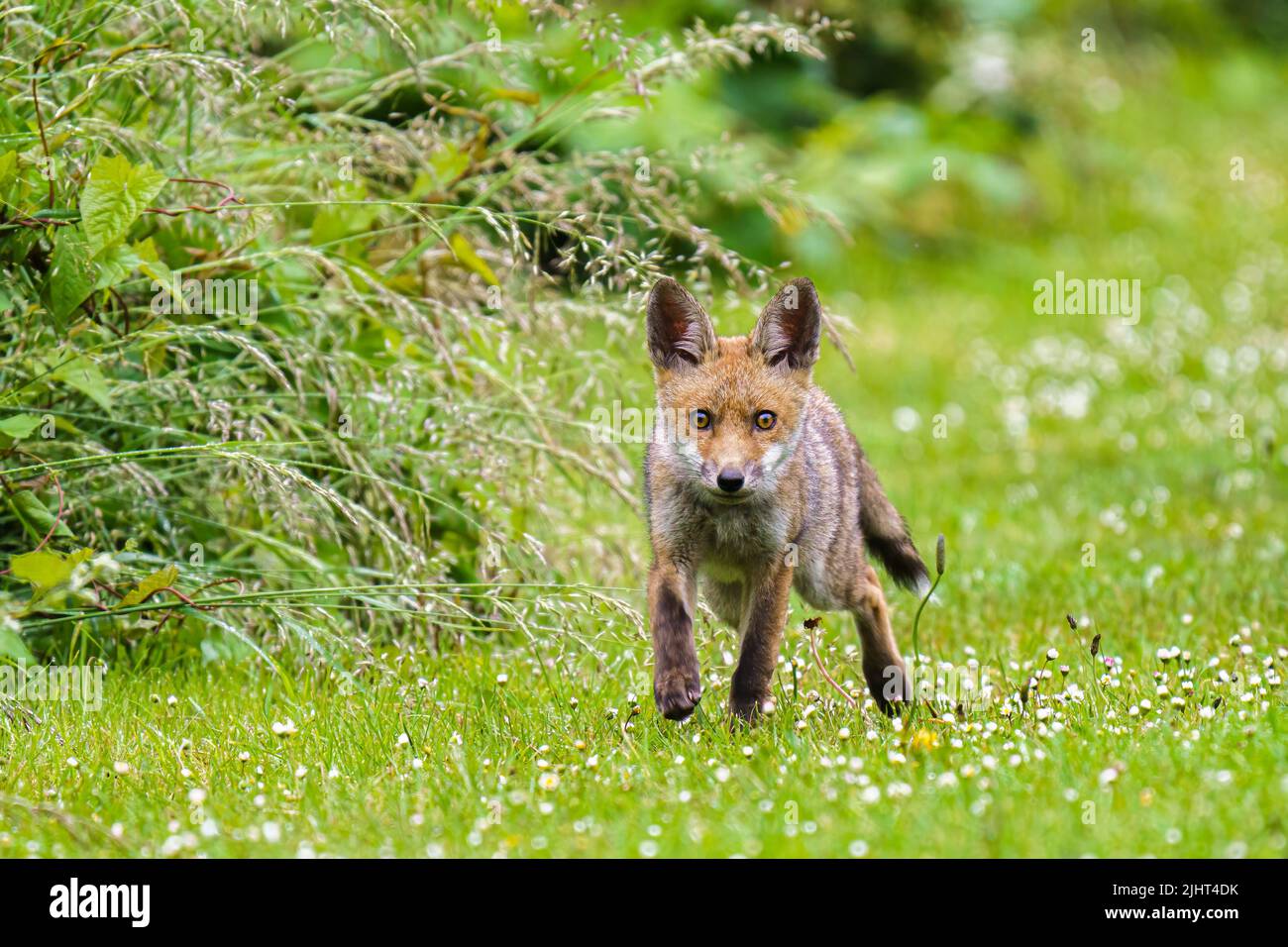 Una volpe (Vulpes vulpes) in un allotment a Wallington, Surrey. Foto Stock