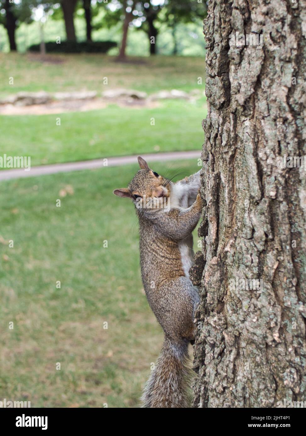 Primo piano di scoiattolo grigio nordamericano che si aggancia su un albero Foto Stock