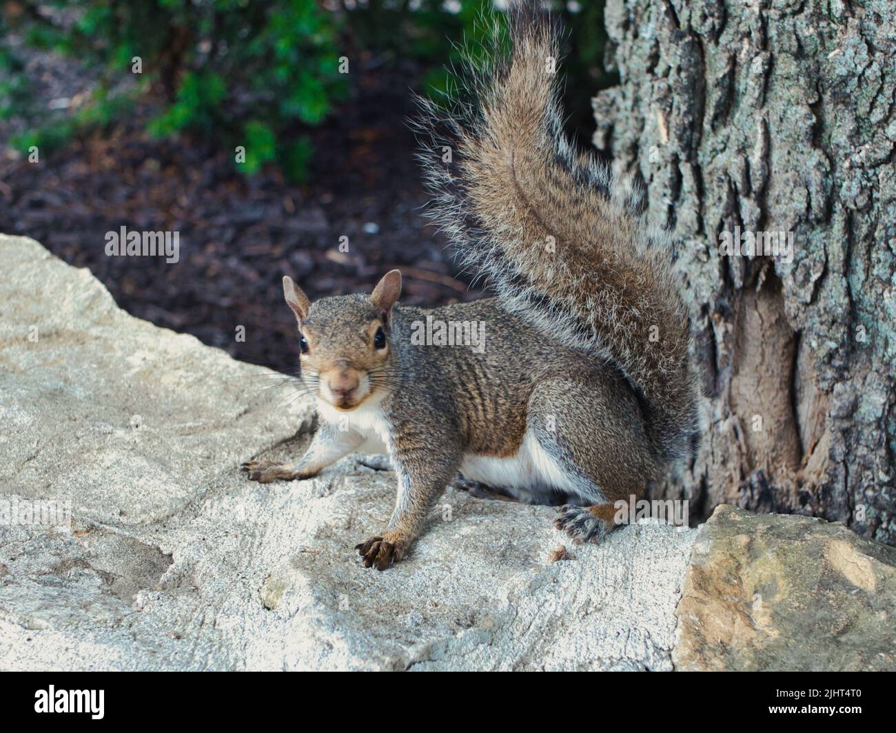 Primo piano di scoiattolo grigio nordamericano accoccolato su una roccia Foto Stock