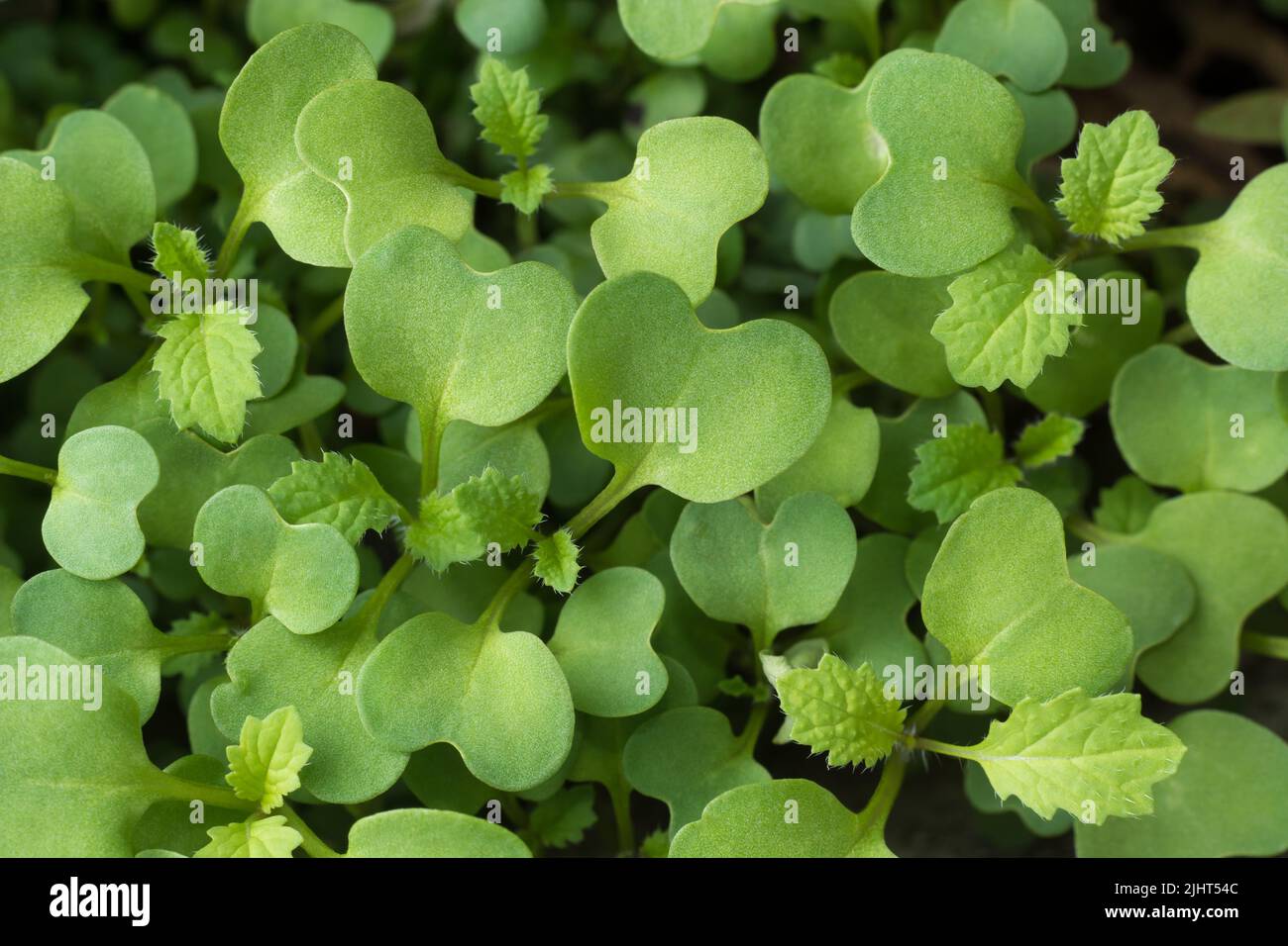 fondo di piante di senape verde, coltivazione di piante giovani, closeup preso dall'alto, macro Foto Stock