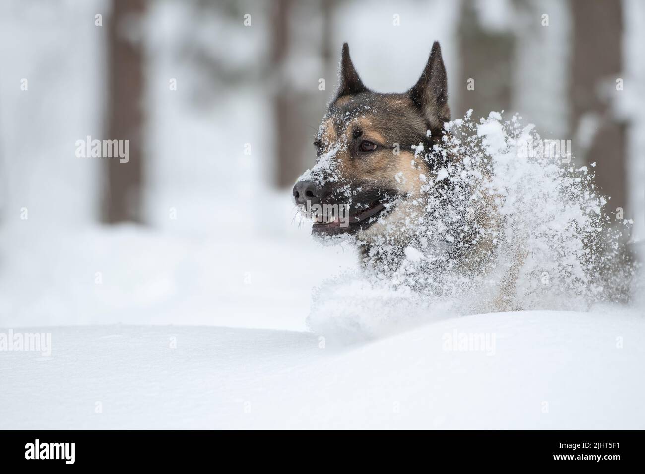 Una giovane Laika siberiana orientale che corre in neve profonda Foto Stock