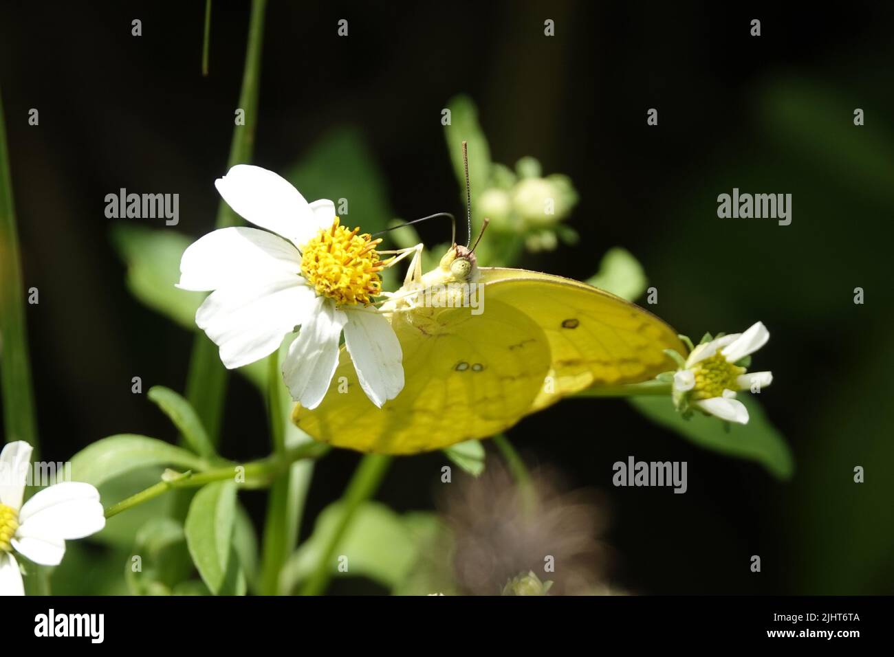 Primo piano di emigrante comune che impollinano su fiori bianchi Foto Stock