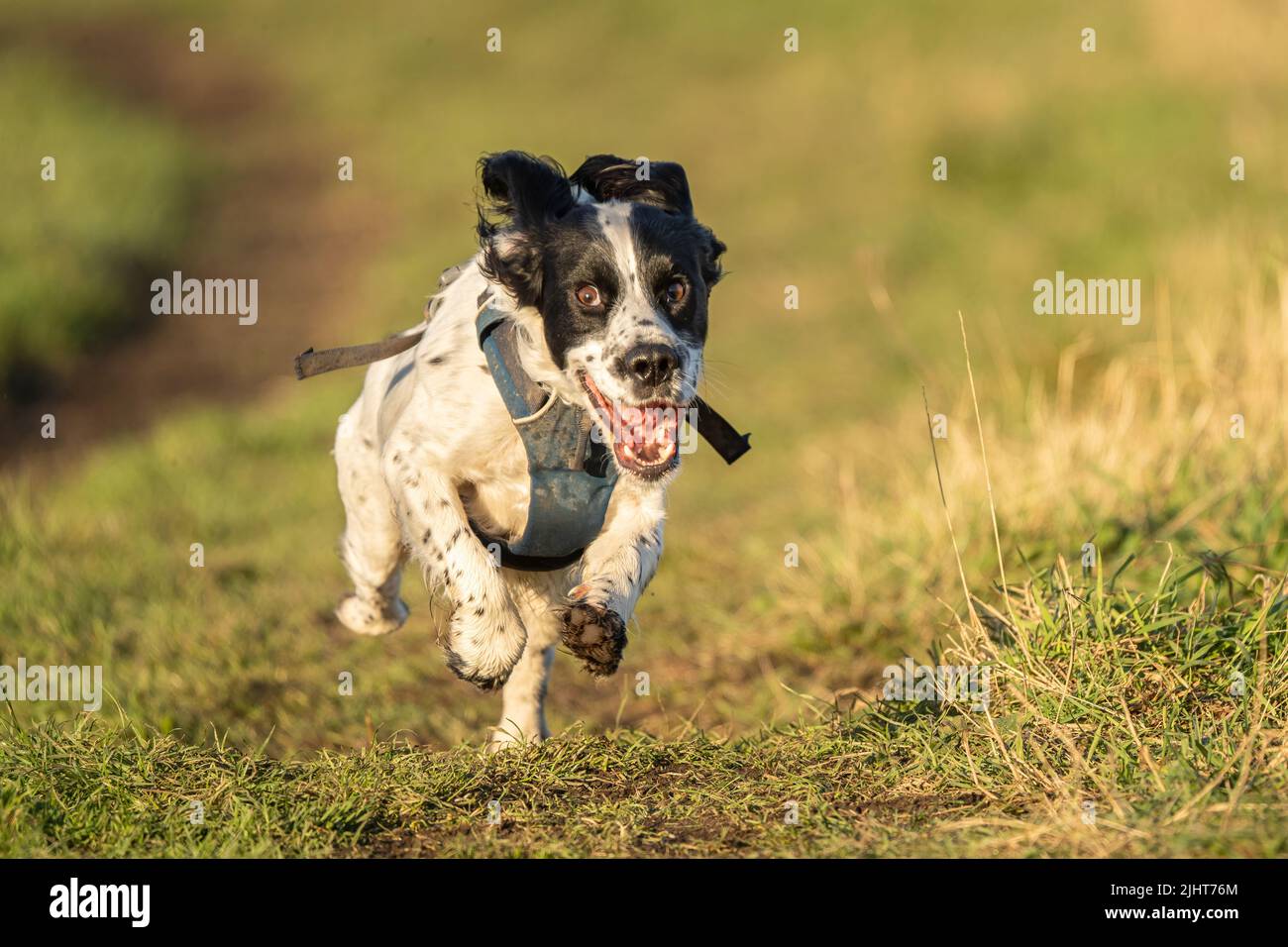 Loki lo spaniel cokker lavora a Beddington Park a Sutton, Londra. Foto Stock