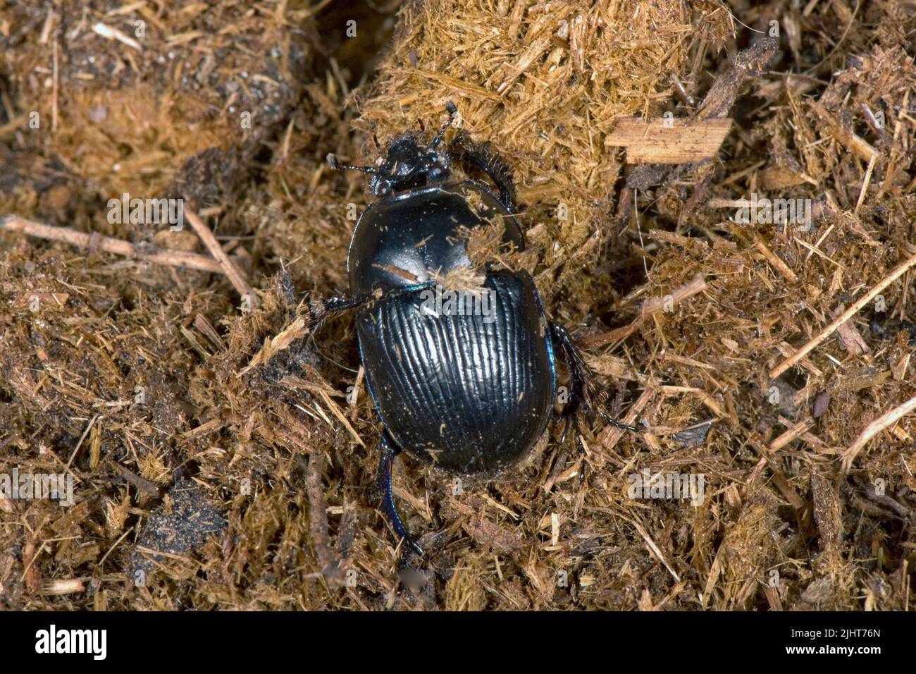 Coleotteri o coleotteri (Geotrupes stercorarius) coleotteri adulti su escrementi di asini, Berkshire, luglio Foto Stock