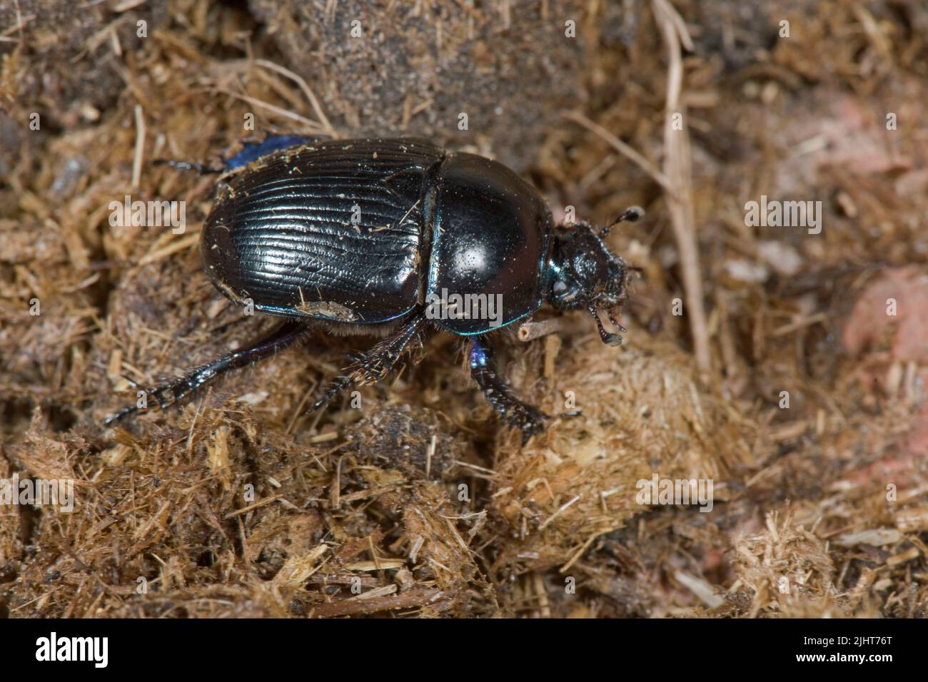 Coleotteri o coleotteri (Geotrupes stercorarius) coleotteri adulti su escrementi di asini, Berkshire, luglio Foto Stock