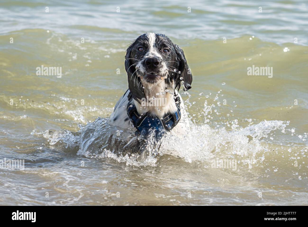 Loki, uno spaniel di cocker funzionante, nuotando in mare a Brighton, Inghilterra. Foto Stock