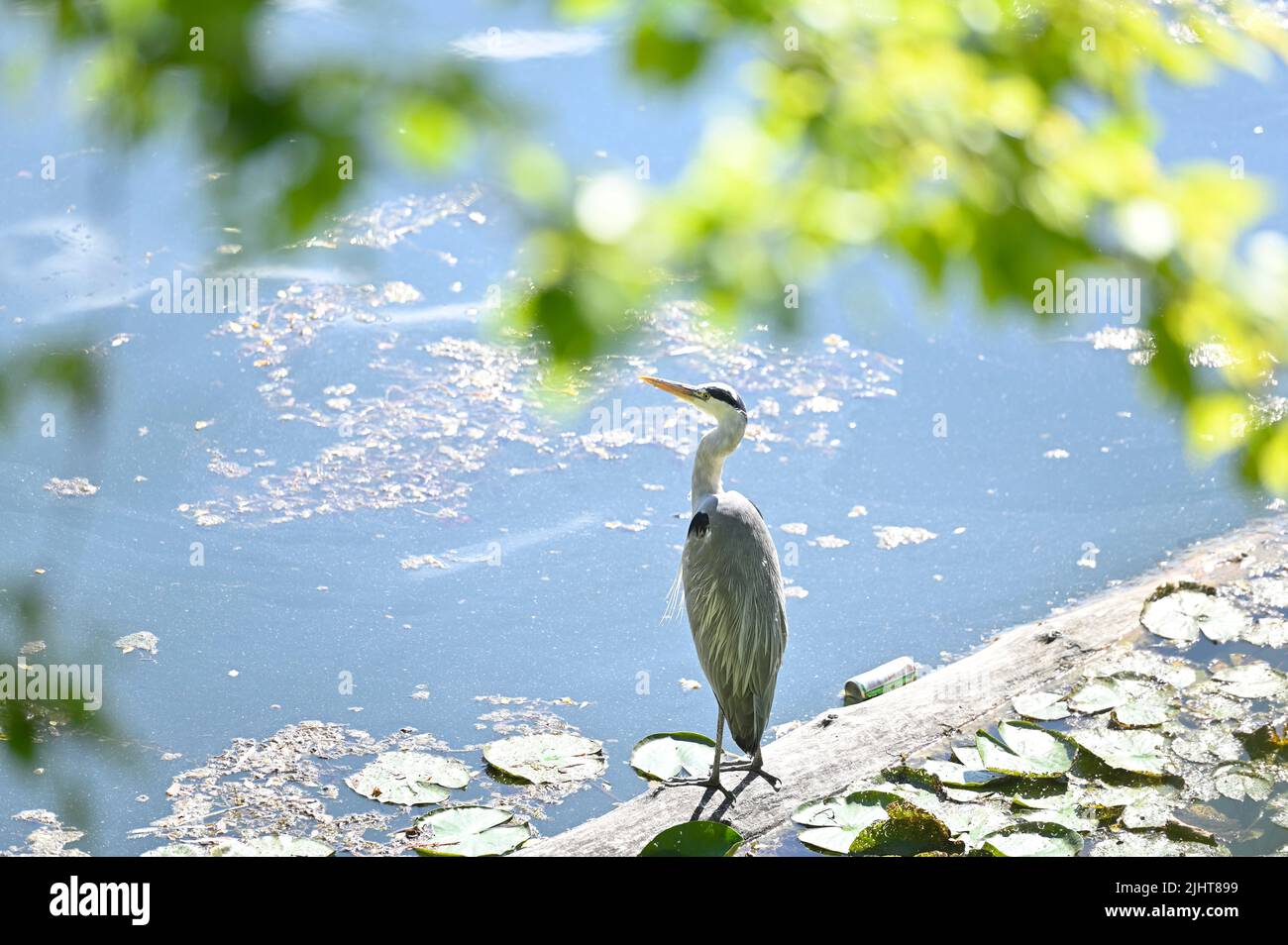 Vienna, Austria. Heron grigio (Ardea cinerea) e contenitore di alluminio scartato in acqua Foto Stock