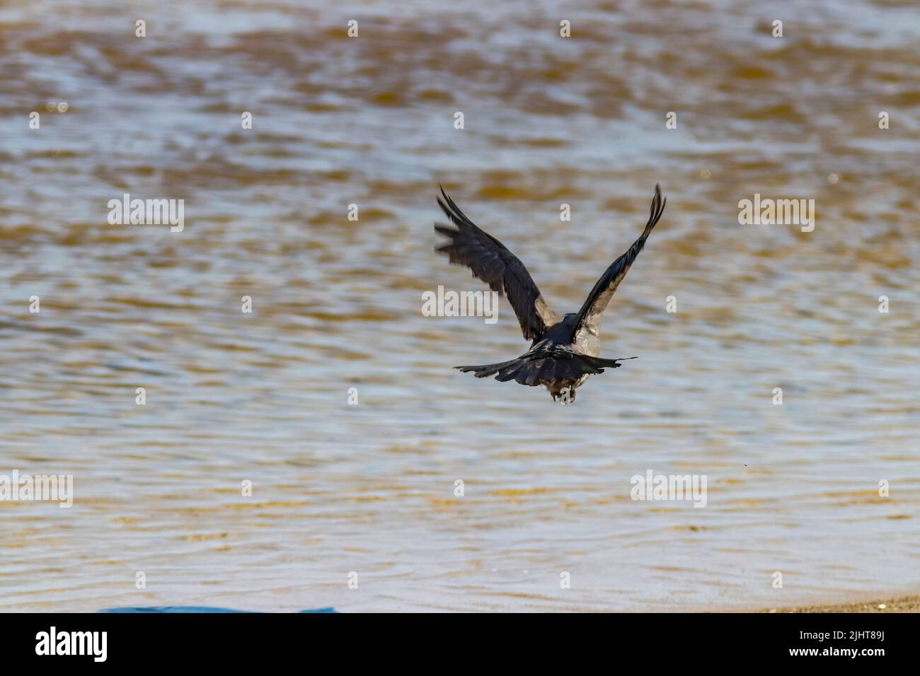 Una vista posteriore di un'aquila Bald con ali aperte che volano sopra il mare vicino alla riva Foto Stock