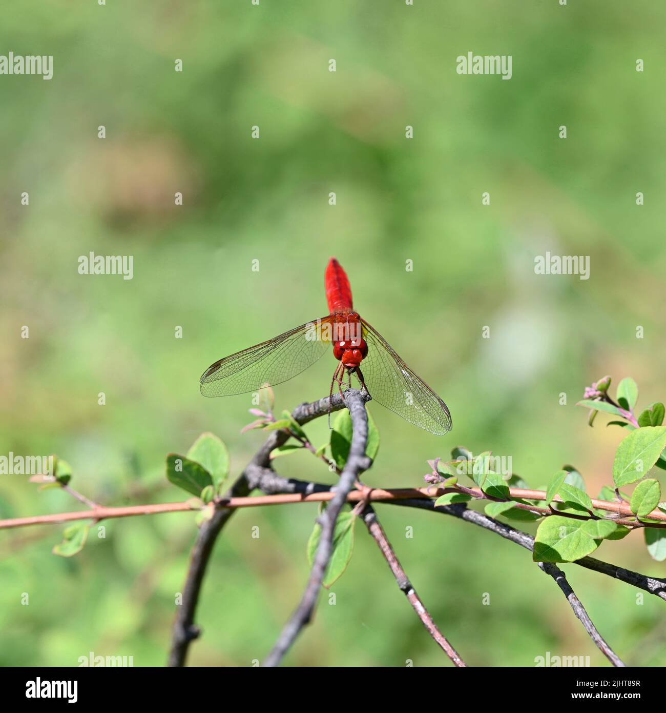Fuoco libellula (Crocothemis eritraea) su un ramo Foto Stock