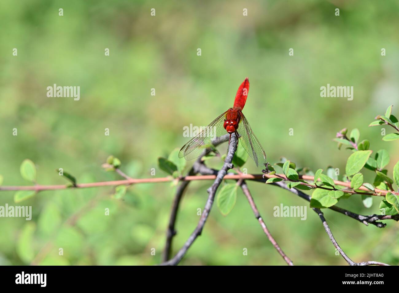 Fuoco libellula (Crocothemis eritraea) su un ramo Foto Stock
