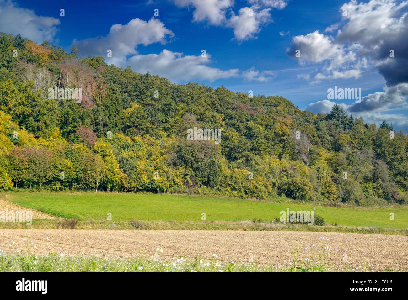 Una bella vista paesaggio con terra verde e alberi alti densi contro una giornata nuvolosa Foto Stock