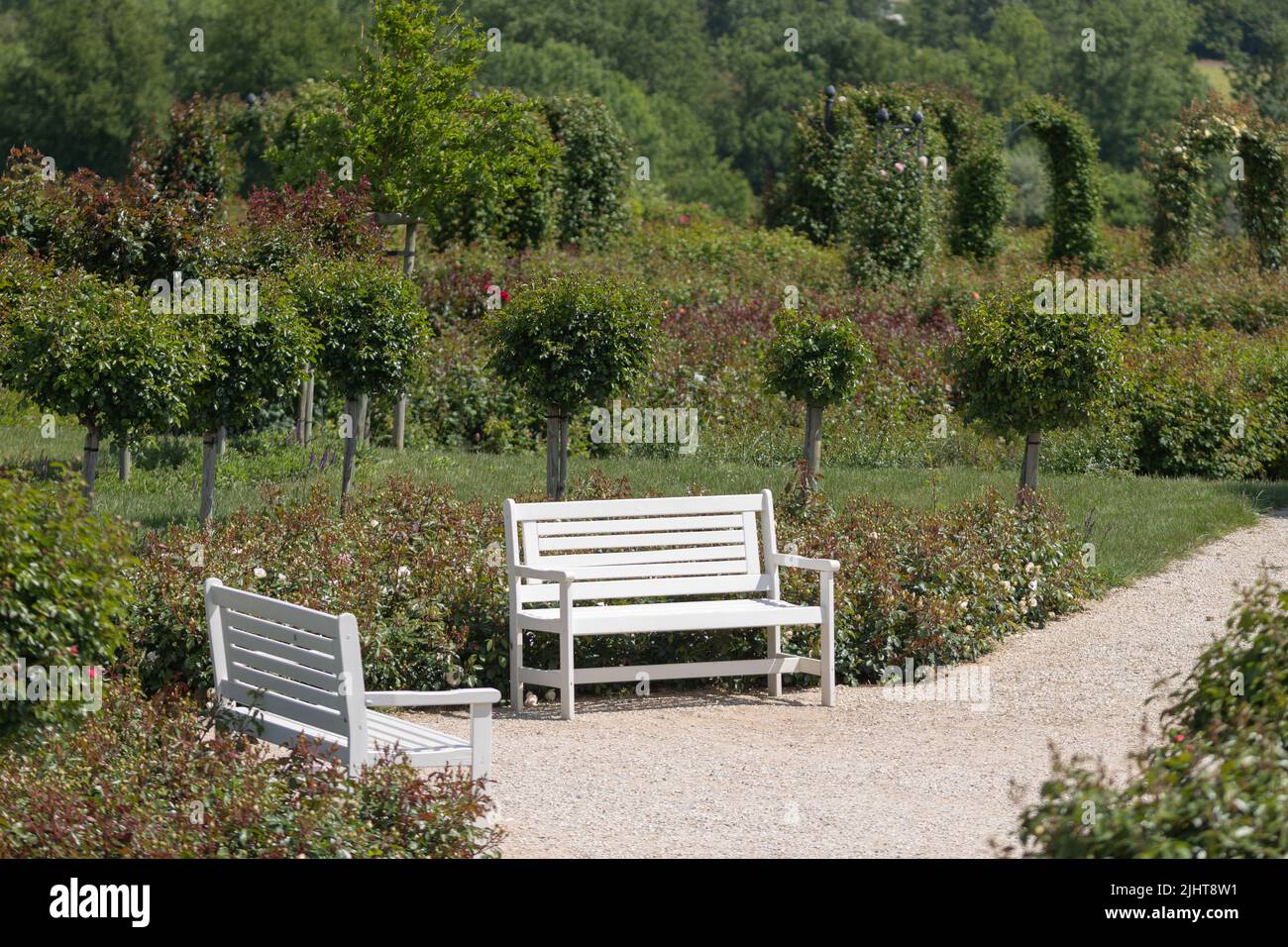 Una panca da giardino su una passeruola di fronte ad una varietà di cespugli di rose in diversi colori e lavanda blu Foto Stock
