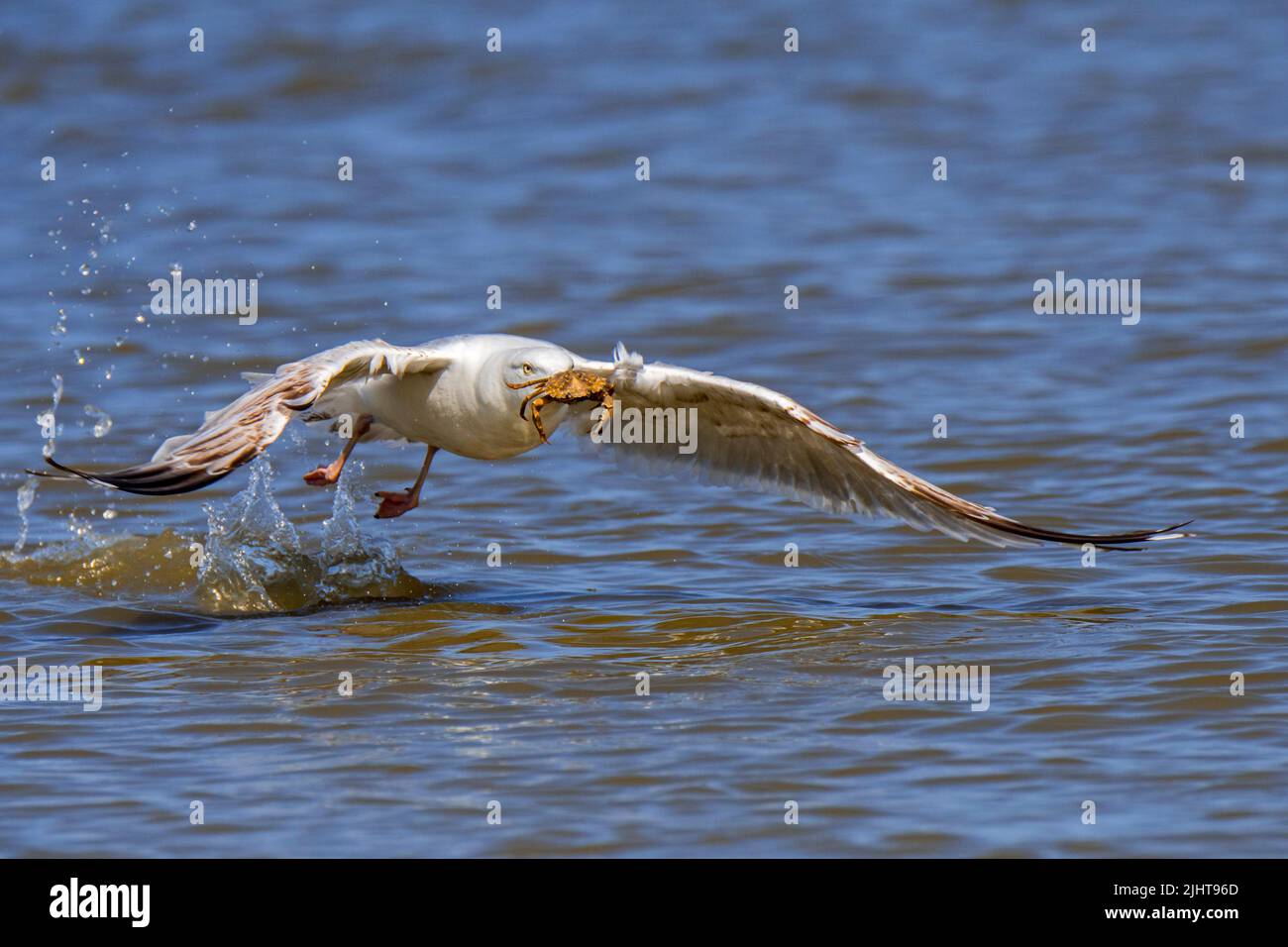 Gabbiano europeo delle aringhe (Larus argentatus) decollo dall'acqua di mare con granchio verde catturato (Carcinus maenas) lungo la costa del Mare del Nord in estate Foto Stock