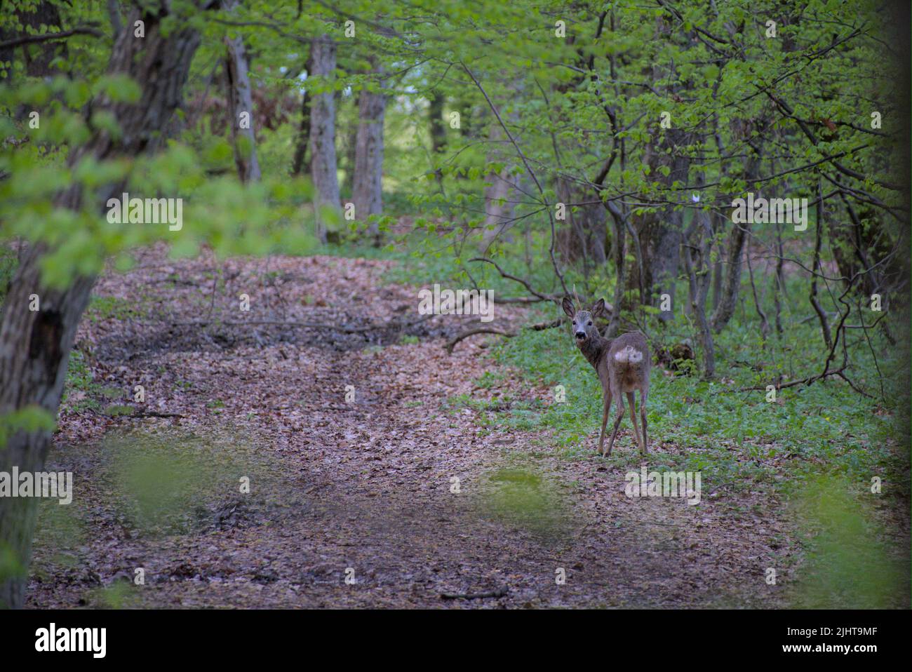 Cervi con una corna nella foresta che si gira alla telecamera Foto Stock