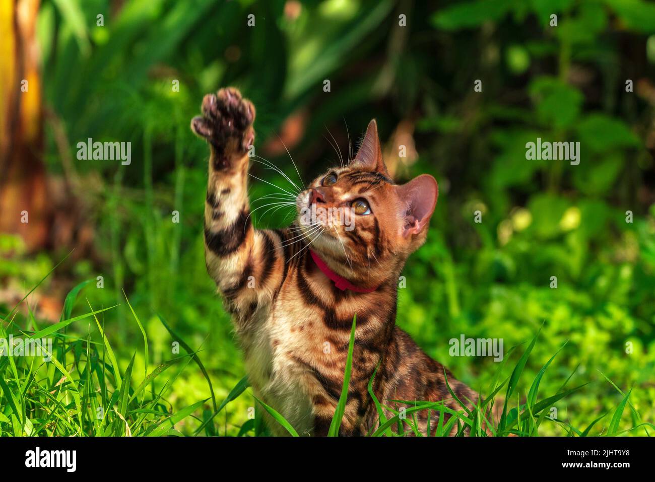 Bel giovane gatto bengala in giardino Foto Stock