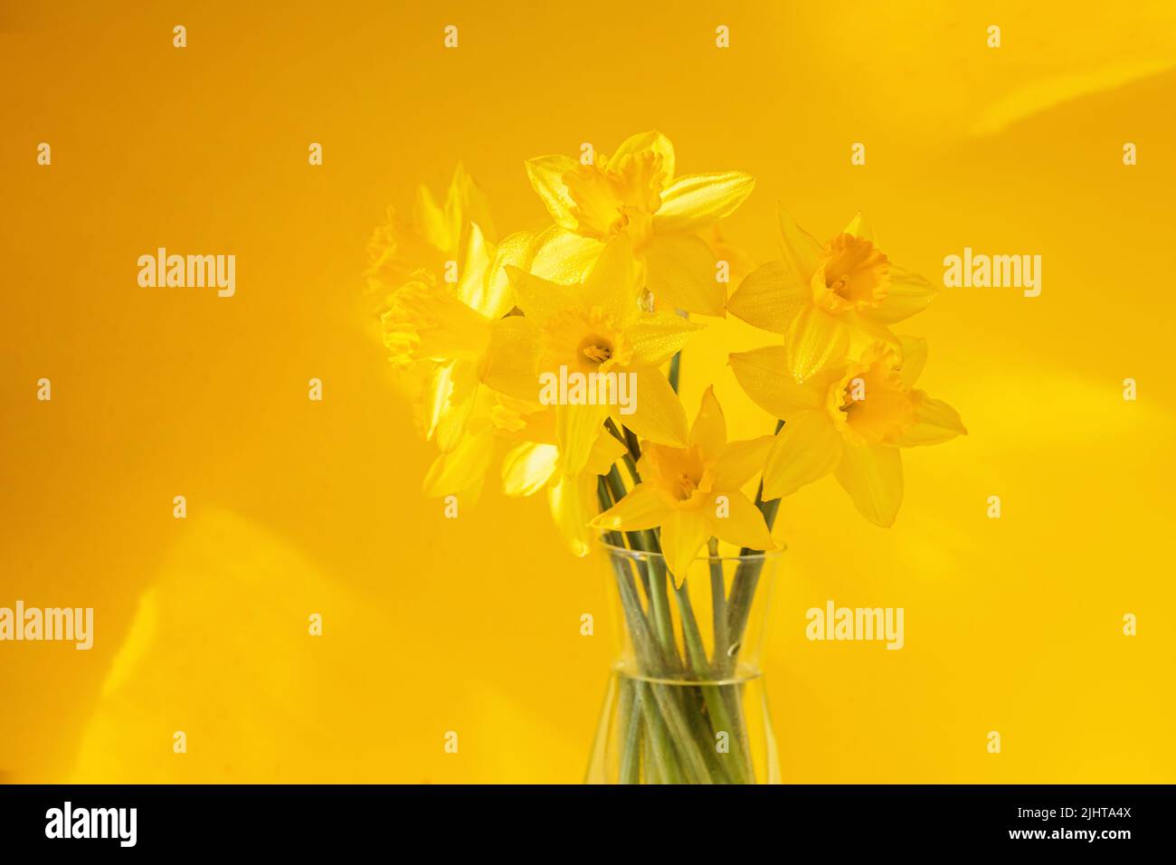 Fiori di narcisi in piedi in un vaso trasparente contro il muro giallo Foto Stock