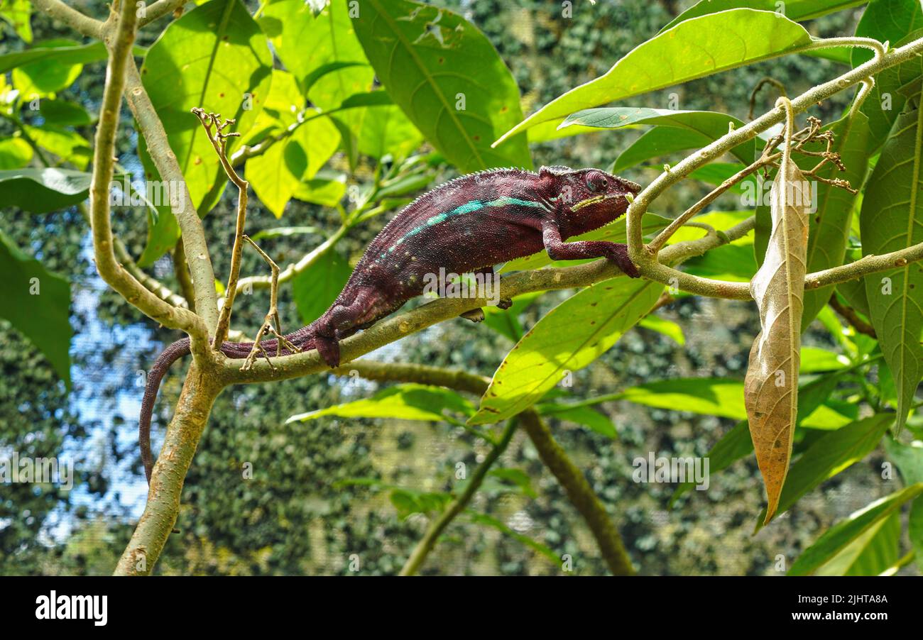 Marrone scuro o viola camaleonte di Parson - Calumma parsonii - camminando sul ramo dell'albero, foglie verdi intorno Foto Stock