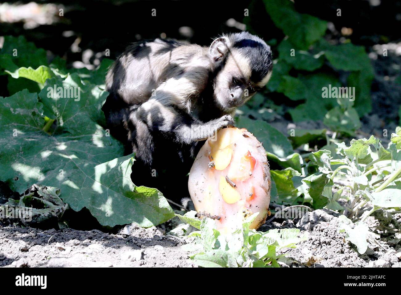 Scimmie che si godono una delizia al Zagreb ZOO, Zagabria, Croazia, il 20 luglio 2022. Mercoledì, la temperatura a Zagabria ha raggiunto 33 °C. Il Servizio Meteorologico ed idrologico Croato ha emesso un avvertimento per un'onda di calore che è prevista durante il fine settimana, quando le temperature giornaliere potrebbero superare i 40 gradi Celsius in alcuni posti. Foto: Patrik Macek/PIXSELL Foto Stock Scimmie che si godono una delizia al Zagreb ZOO, Zagabria, Croazia, il 20 luglio 2022. Mercoledì, la temperatura a Zagabria ha raggiunto 33 °C. Il Servizio Meteorologico ed idrologico Croato ha emesso un avvertimento per un'onda di calore che è prevista durante il fine settimana, quando le temperature giornaliere potrebbero superare i 40 gradi Celsius in alcuni posti. Foto: Patrik Macek/PIXSELL Foto Stock