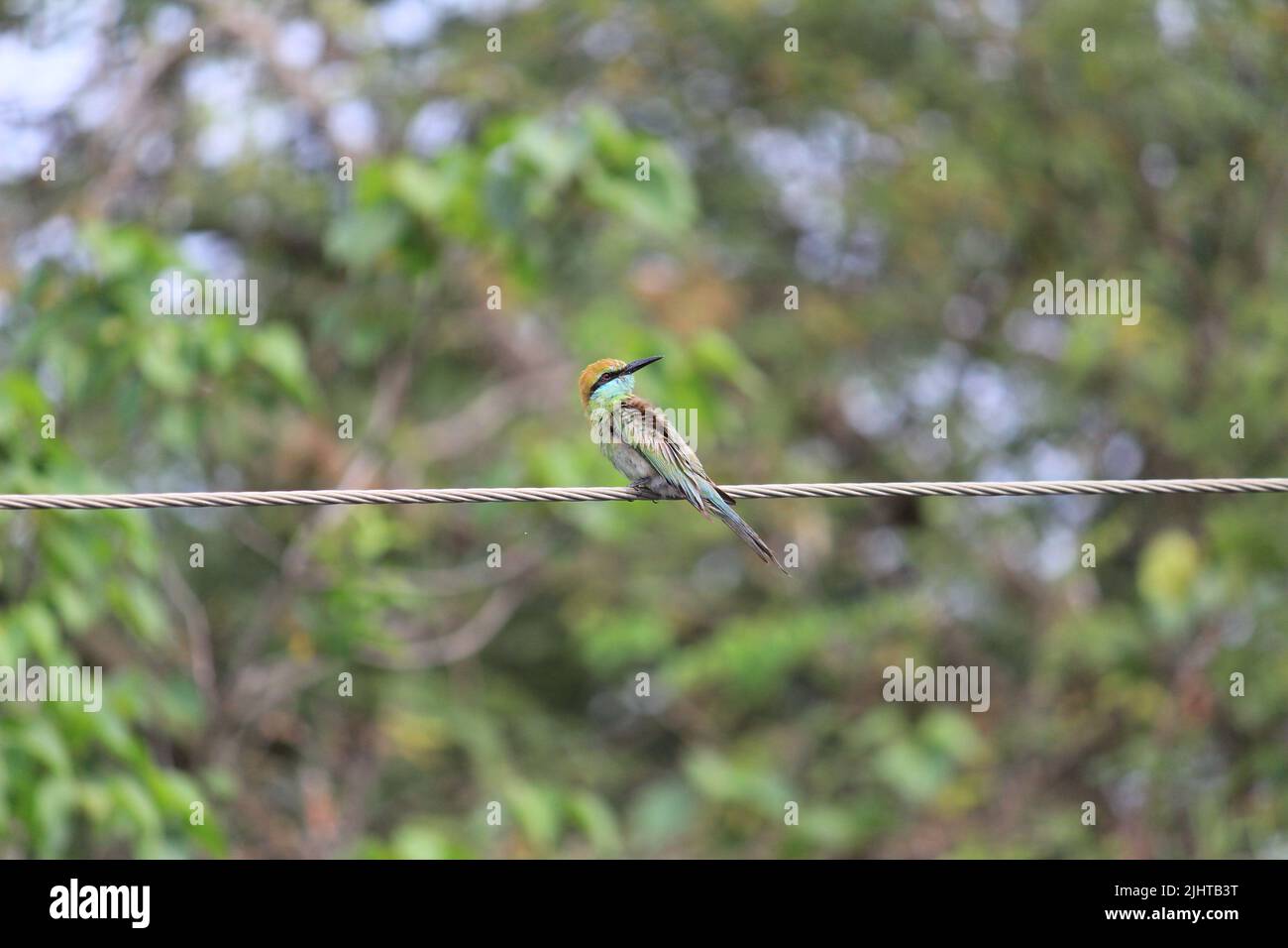 Bee-eater verde indiano seduto sulla linea elettrica. Bee-eater indiano multicolore seduto sulla linea elettrica Foto Stock