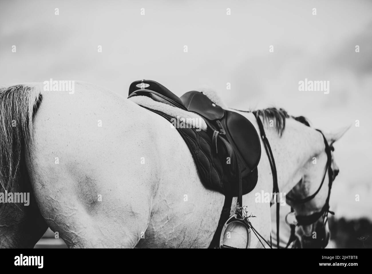 Un'immagine in bianco e nero di un bel cavallo grigio sadled, vestito di attrezzatura sportiva, contro un cielo nuvoloso. Sport equestri. Foto Stock
