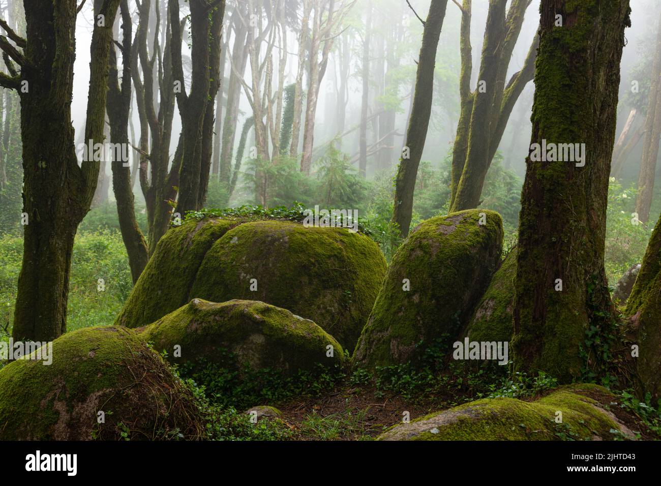 Grandi rocce di granito ricoperte di muschio e alberi nella nebbia nella fiaba foresta Serra de Sintra, Portogallo Foto Stock