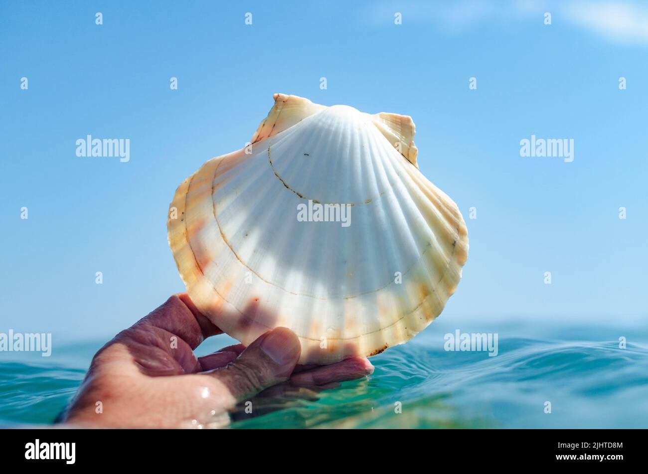 Mano che tiene il guscio di un capesante in mare. Torremolinos, Málaga, Costa de Sol, Andalusia, Spagna, Europa Foto Stock