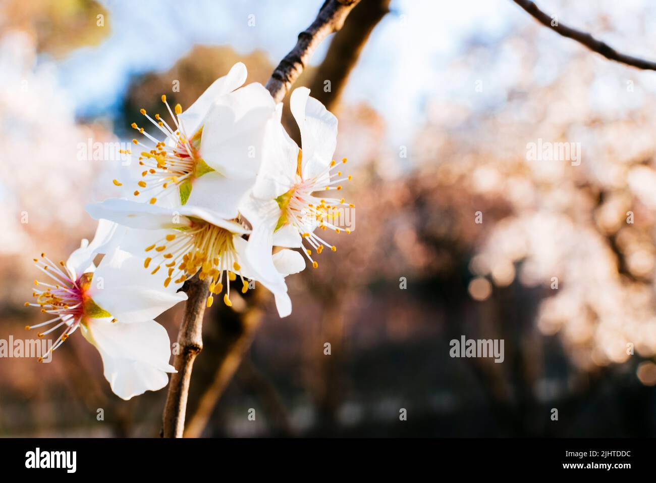 Fiori sul ramo di un albero di mandorle fiorito. Parco Quinta de los Molinos. Madrid, Comunidad de Madrid, Spagna, Europa Foto Stock