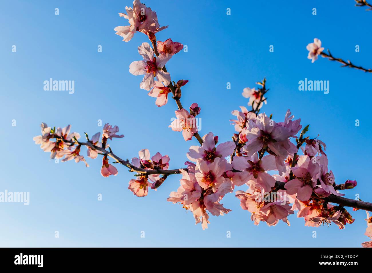 Fiori sul ramo di un albero di mandorle fiorito. Parco Quinta de los Molinos. Madrid, Comunidad de Madrid, Spagna, Europa Foto Stock