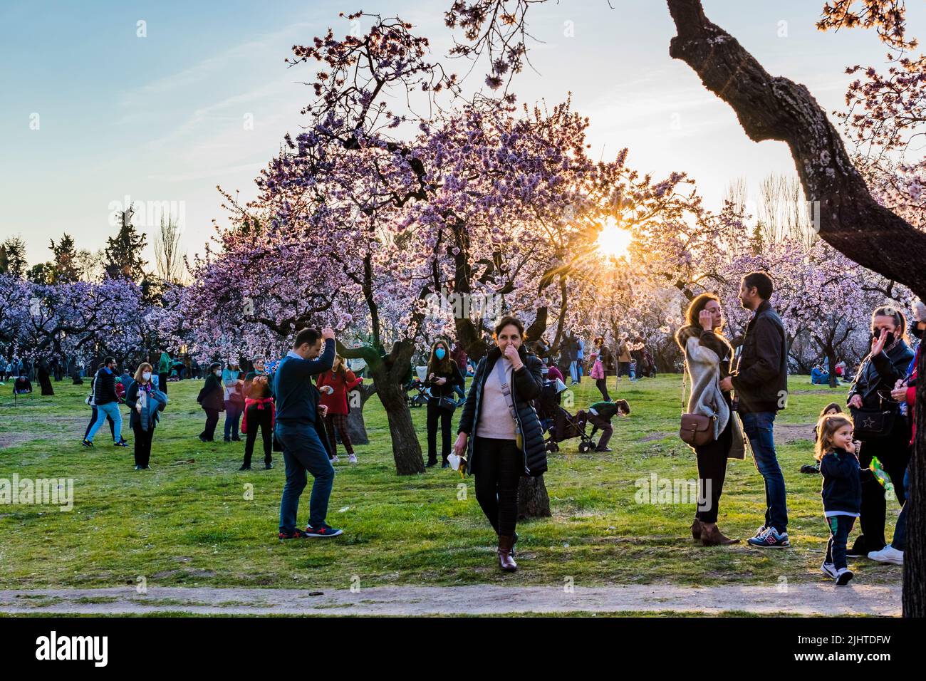 Alberi di mandorle fioriti. Parco Quinta de los Molinos. Madrid, Comunidad de Madrid, Spagna, Europa Foto Stock