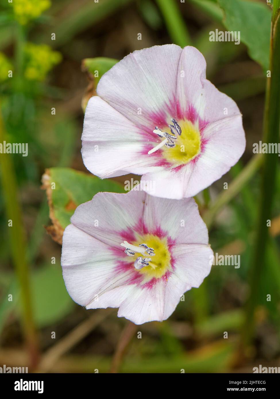 Campo bindweed (Convolvulus arvensis) fiorente su praterie costiere, il Lizard, Cornovaglia, Regno Unito, giugno. Foto Stock