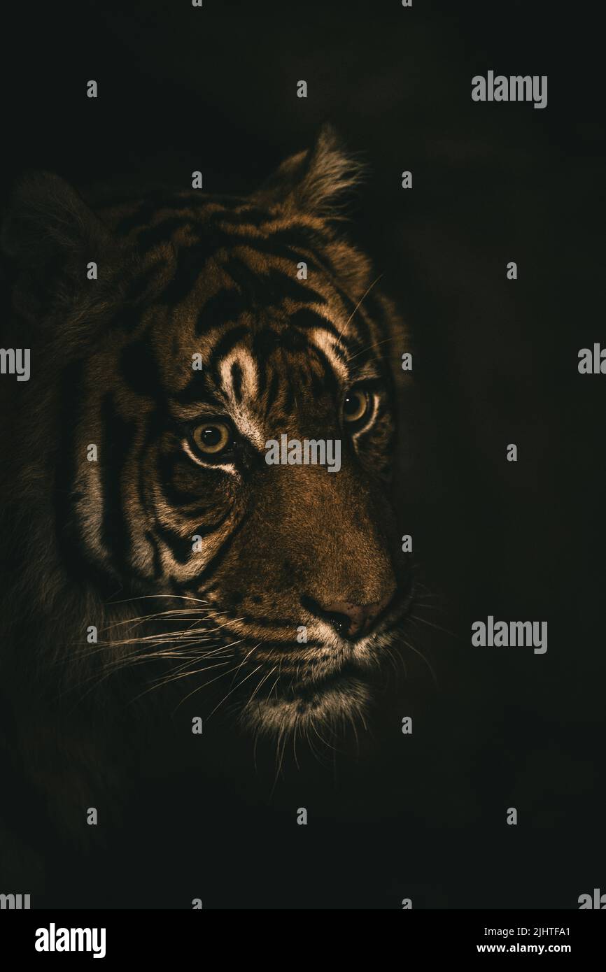 La vista verticale del volto della tigre sullo sfondo nero Foto Stock