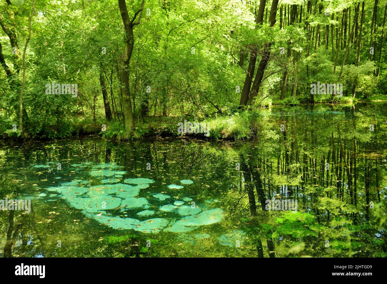 Niebieskie Zrodla o Blue Springs, famosa per due piscine alimentate da una sorgente sotterranea che sembrano brillare al fondo a causa dell'azione di entrare Foto Stock