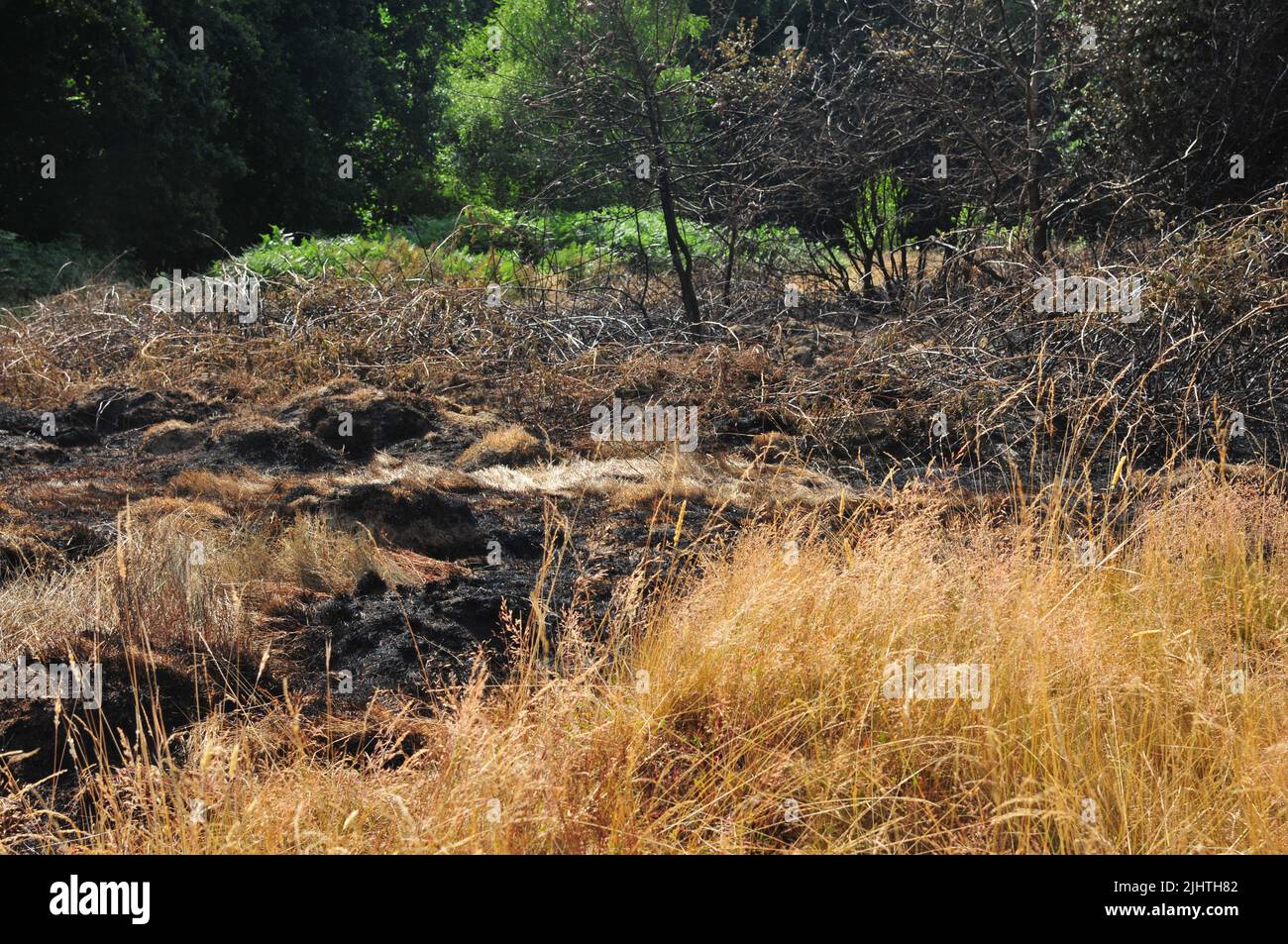 20th luglio 2022. Danni causati da incendi boschivi senza precedenti in prossimità di case a Southborough Common, Tunbridge Wells, Kent UK. Foto Stock