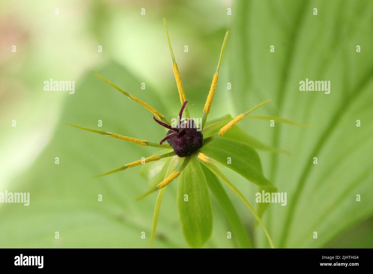 il fiore del nodo del vero amante in una foresta ombreggiata Foto Stock