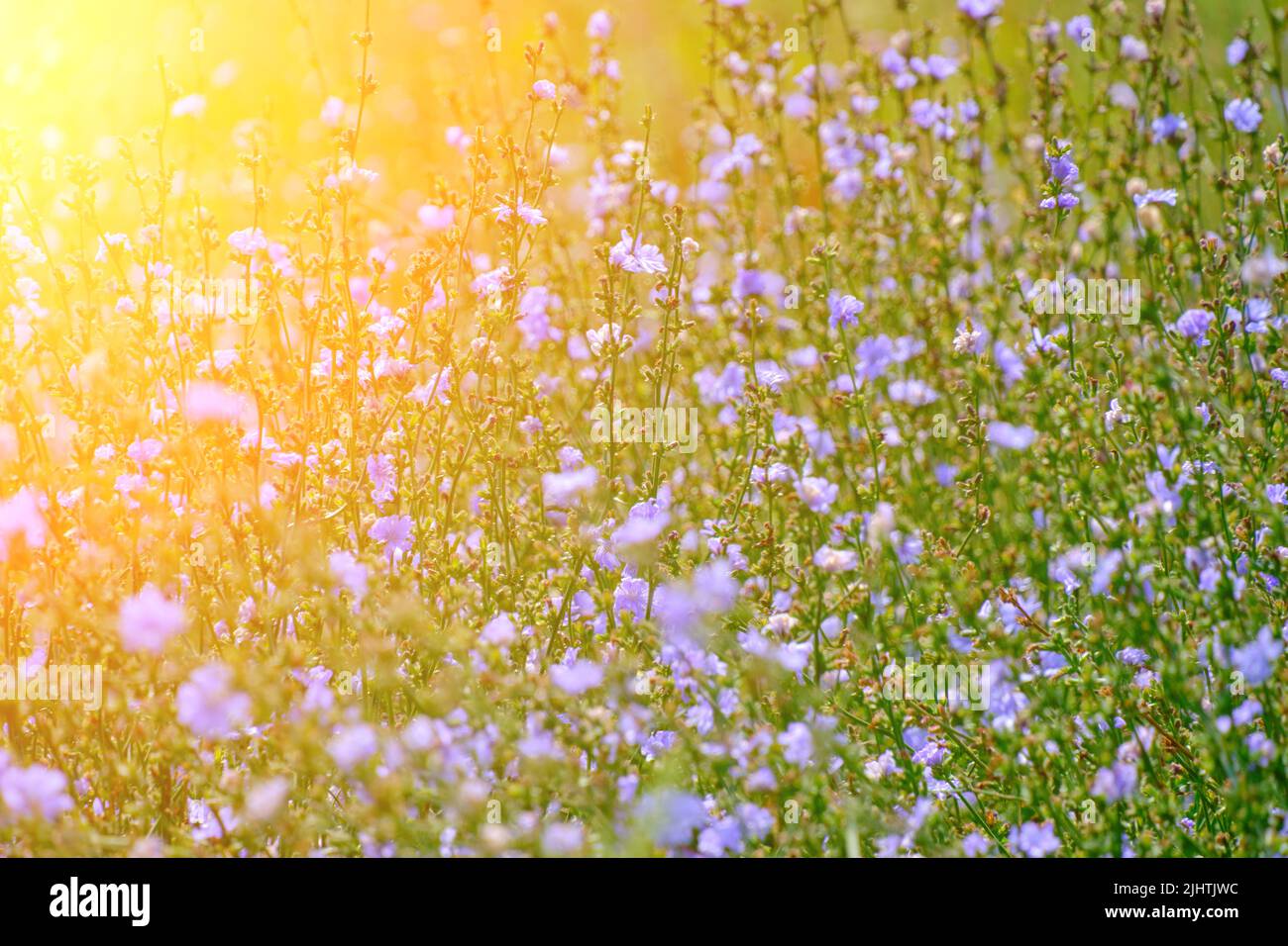 Sfondo, luminoso prato lilla fiori sfondo verde Foto Stock