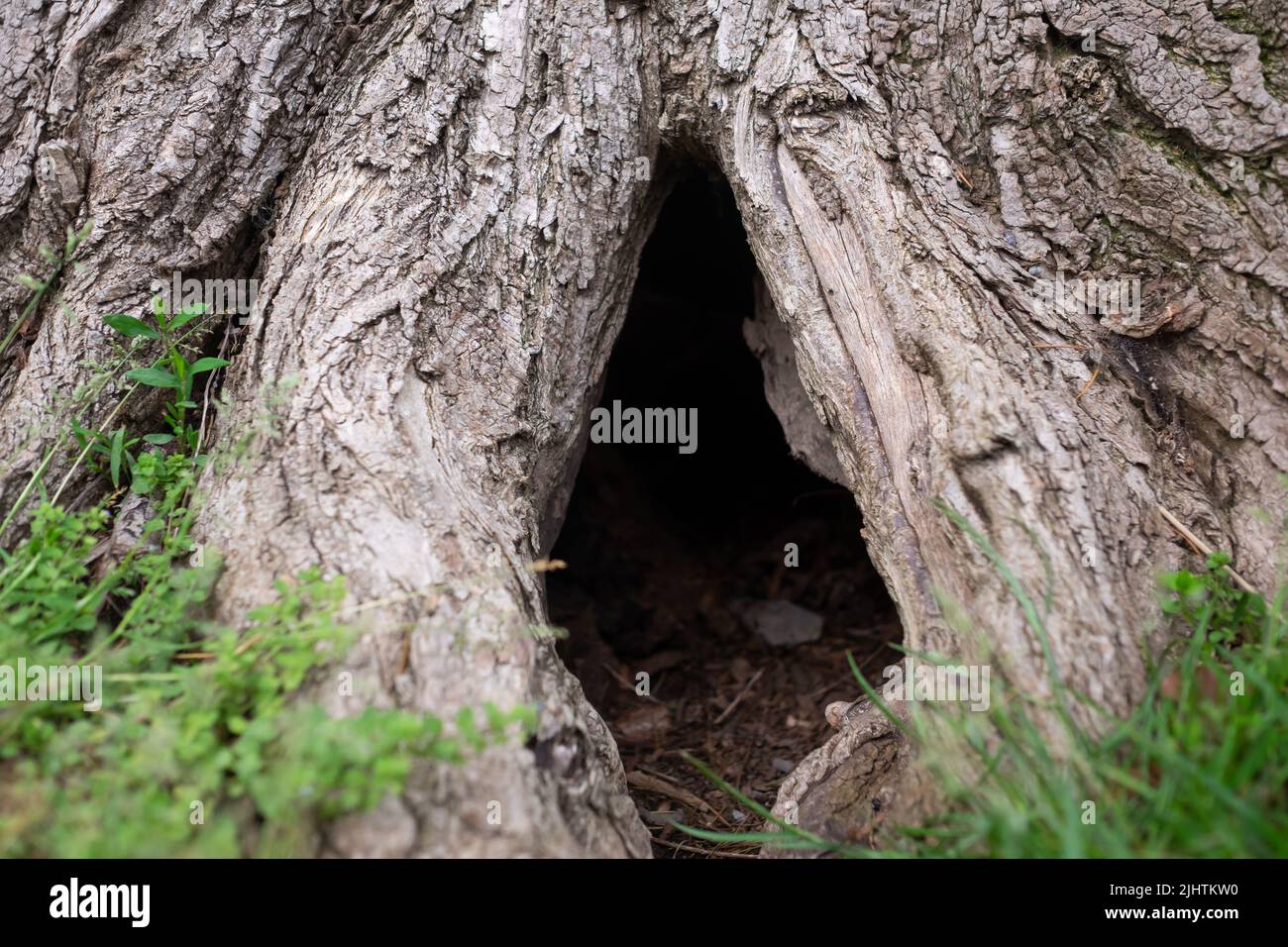 Albero cavo. Vista ravvicinata dell'albero danneggiato Foto Stock