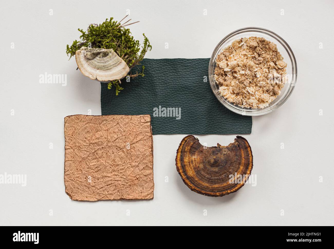 Esempio di pelle vegana, pelle di micelio di funghi, vista dall'alto di funghi e segatura, eco-friendly concept alternative bio-pelle Foto Stock