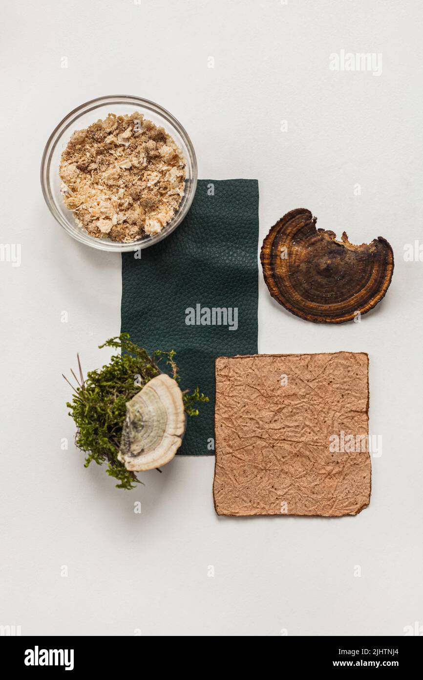 Esempio di pelle vegana, pelle di micelio di funghi, vista dall'alto di funghi e segatura, eco-friendly concept alternative bio-pelle Foto Stock