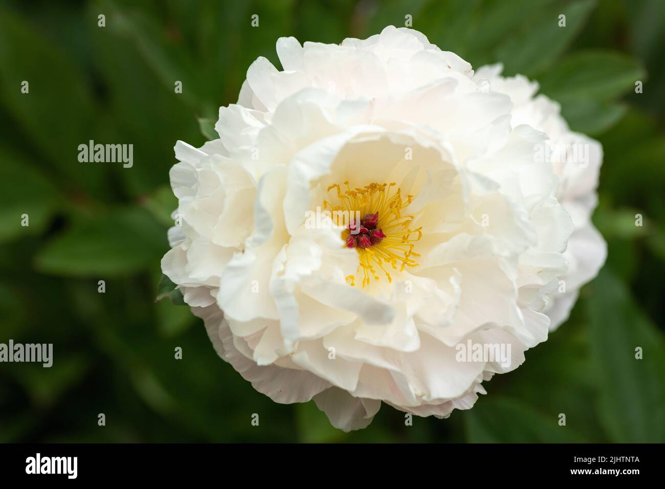 Primo piano di una singola bella peonia bianca in piena fioritura con uno sfondo verde sfocato, Regno Unito Foto Stock