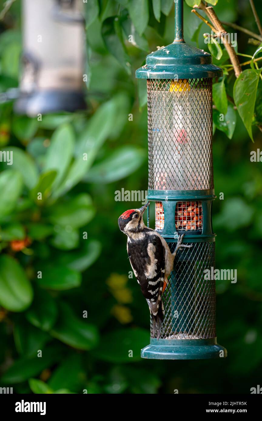 Grande picchiato picchio Dendrocopos maggiore un giovane su un alimentatore di arachidi in un giardino del Norfolk del Nord, Regno Unito Foto Stock